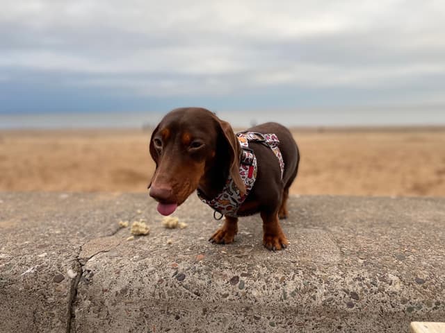 Ciara's dachshund on the beach